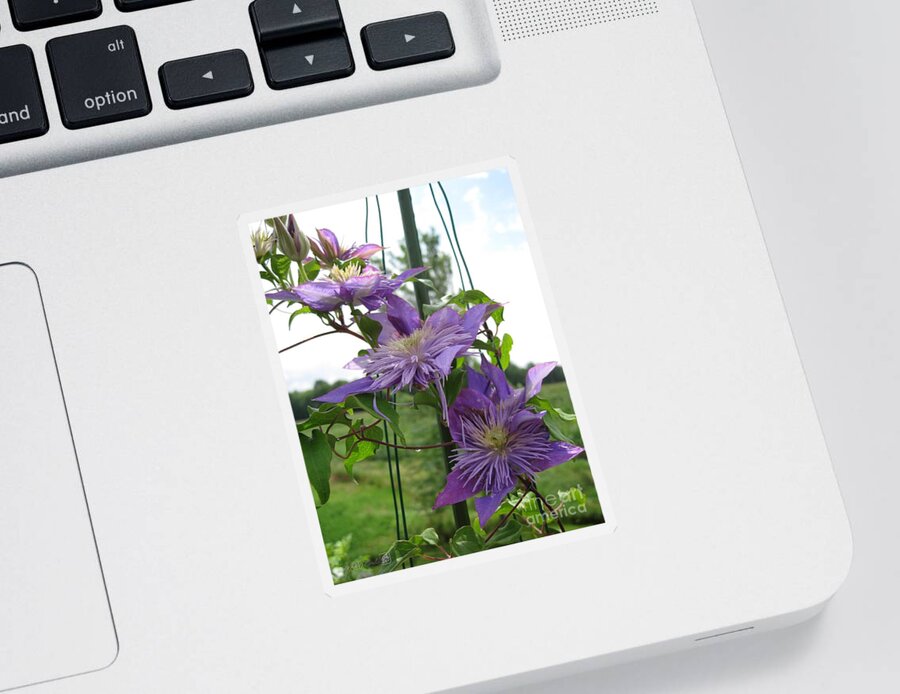 Double Clematis Sticker featuring the photograph Double Clematis named Crystal Fountain by J McCombie