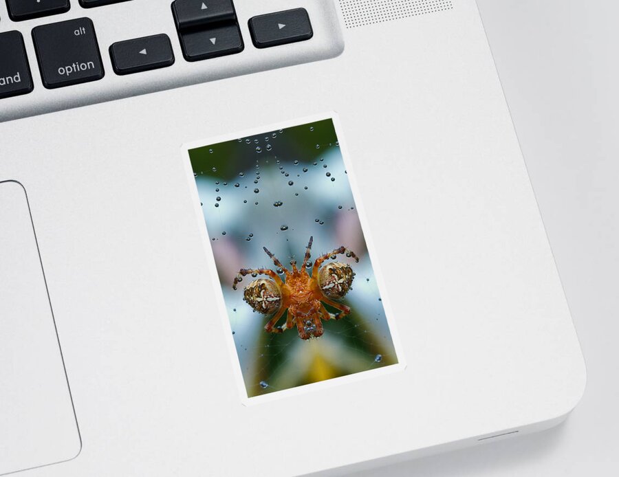 Spider Sticker featuring the photograph Double spider by Jean Noren