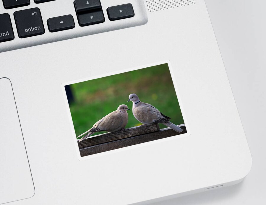 Animal Sticker featuring the photograph Doves by Ivan Slosar