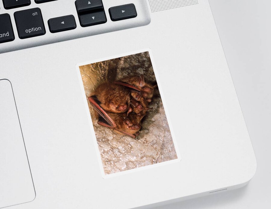 Animal Sticker featuring the photograph Eastern Pipistrelle Bats by Dante Fenolio