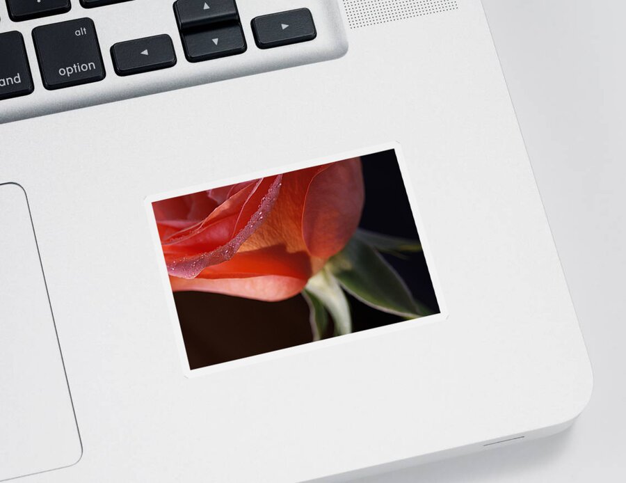 Rose Sticker featuring the photograph Elegance l by Shirley Mitchell