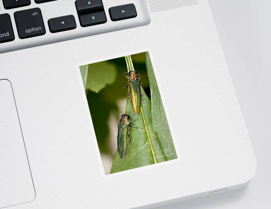 Animal Sticker featuring the photograph Emerald Ash Borer by Science Source