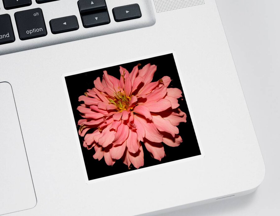 Zinnia Sticker featuring the photograph Even At Night She Shows Beauty by Kim Galluzzo
