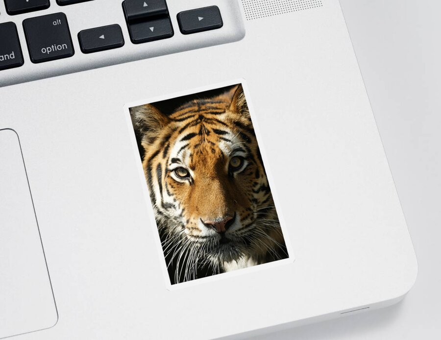 Tiger Sticker featuring the photograph Eye Contact by Ernest Echols