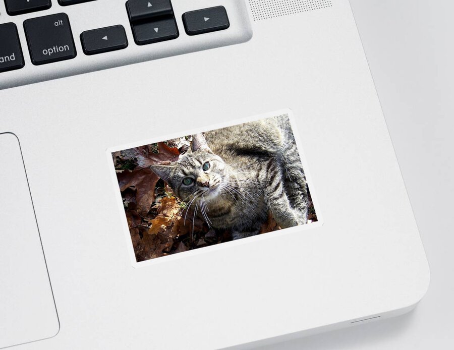 Cat Sticker featuring the photograph Fall kitty by Kim Galluzzo