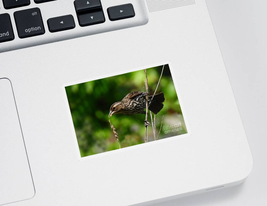 Bird Sticker featuring the photograph Female Red Wing Blackbird by Elaine Manley