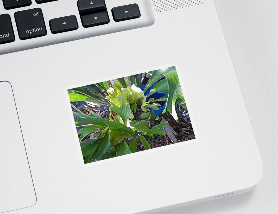 Staghorn Sticker featuring the photograph Fern With Blue Bucket by Patricia Greer