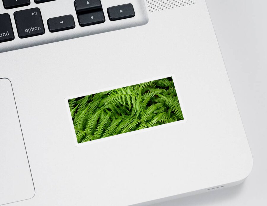 Ferns Sticker featuring the photograph Ferns by Kim Galluzzo