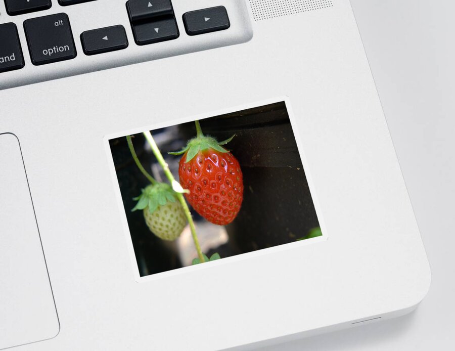 Strawberry Sticker featuring the photograph First of the year by Richard Reeve