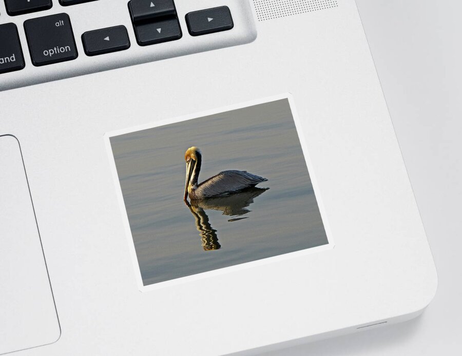 Nature Sticker featuring the photograph Florida Pelican by Peggy Urban