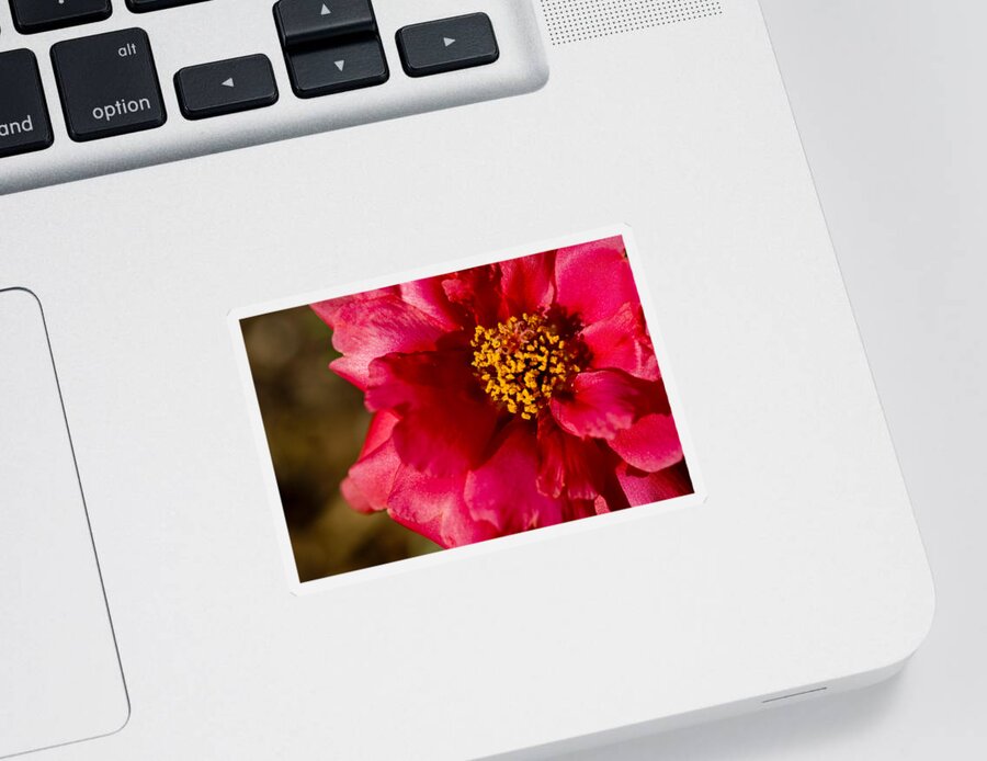 Red Carpet Rose Sticker featuring the photograph Flower Carpet Rose by Rob Hemphill