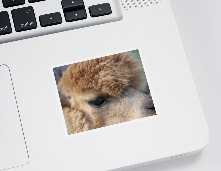 Alpaca Sticker featuring the photograph Fluffy by Kim Galluzzo
