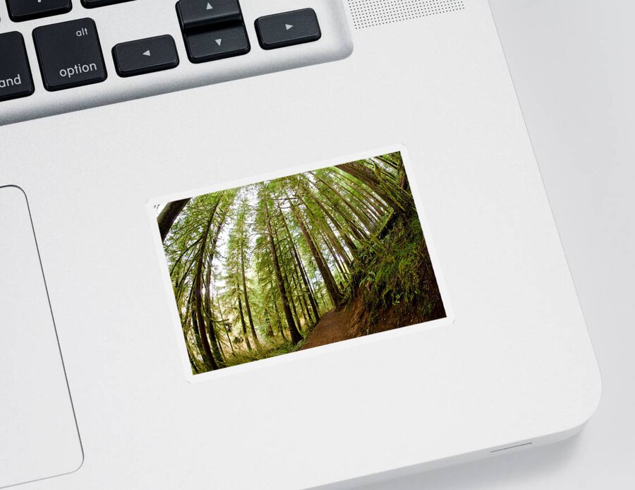 Forest Sticker featuring the photograph Forest Love by Margaret Pitcher
