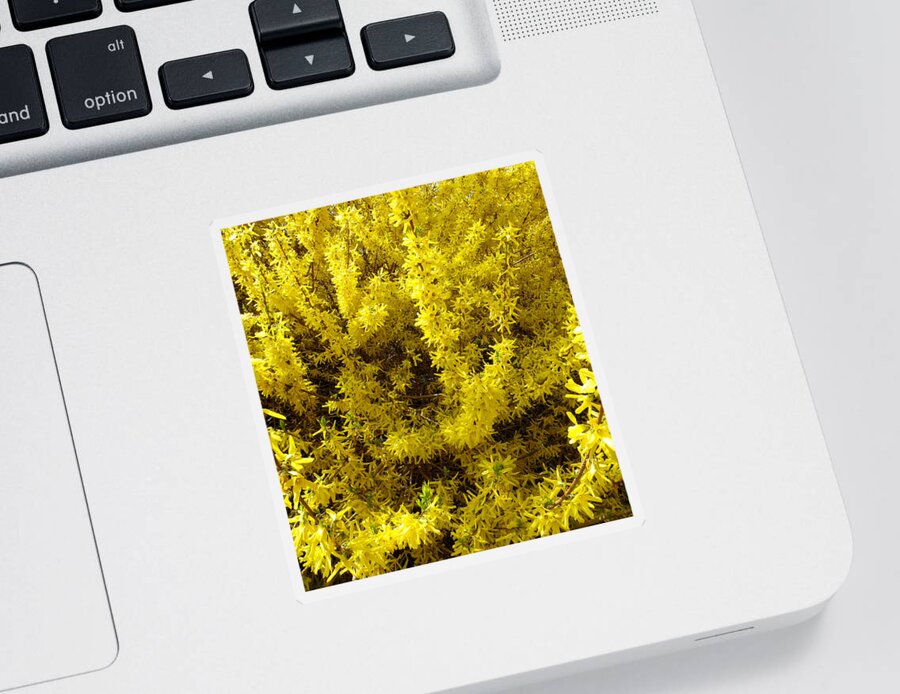 Forsythia Flowers Sticker featuring the photograph Forsythia blooms by Kim Galluzzo