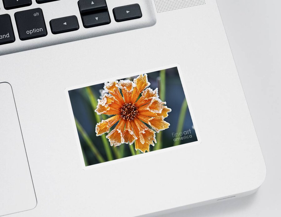 Flower Sticker featuring the photograph Frosty flower 2 by Elena Elisseeva