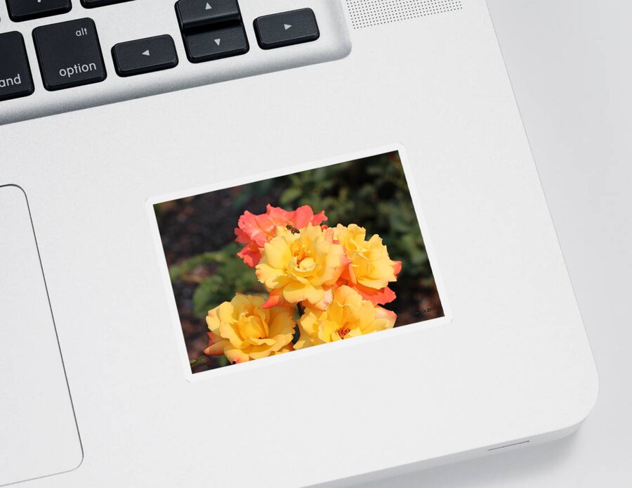 Flowers Sticker featuring the photograph Fruits of Life by Jo Sheehan