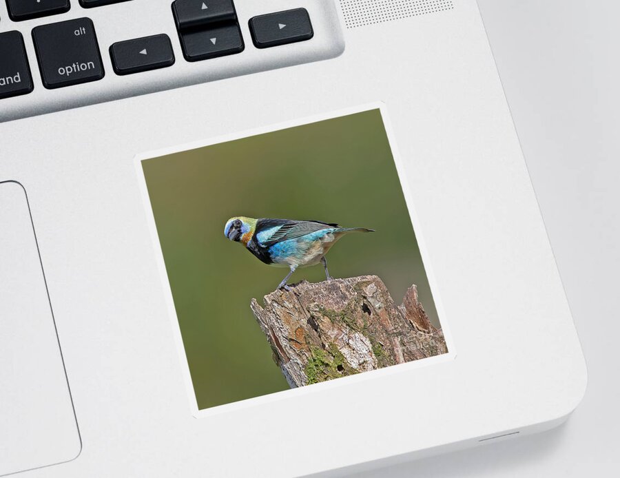 Bird Sticker featuring the photograph Golden-hooded Tanager by Jean-Luc Baron