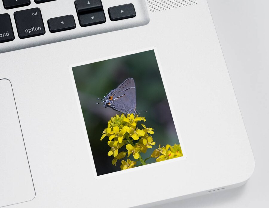 Nature Sticker featuring the photograph Gray Hairstreak Butterfly DIN044 by Gerry Gantt