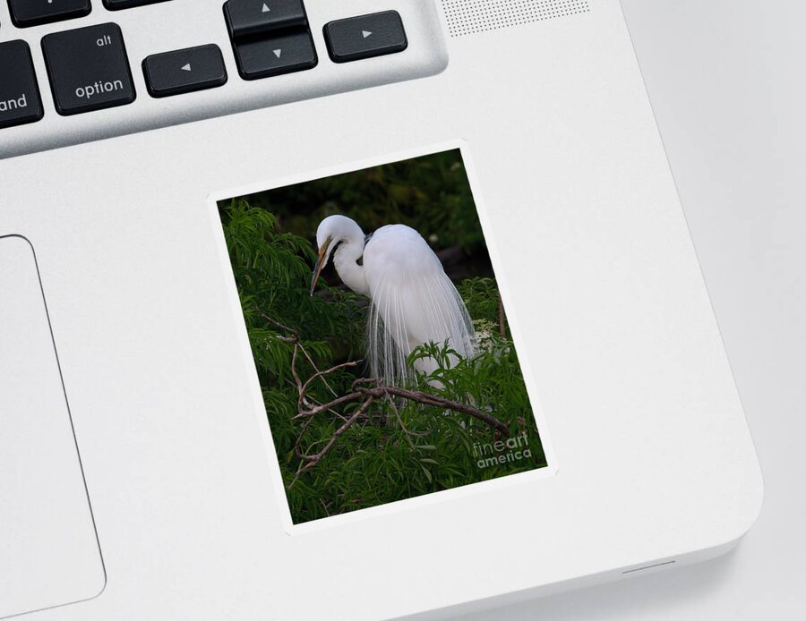 Egret Sticker featuring the photograph Great Egret Nesting by Art Whitton