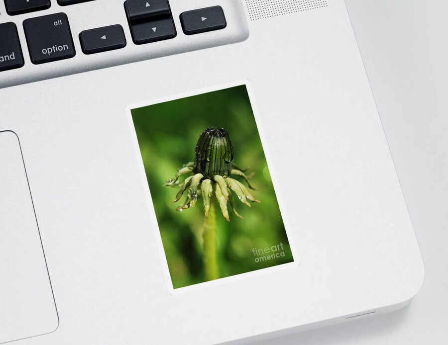 Yhun Suarez Sticker featuring the photograph Green Flower Dew Drops by Yhun Suarez