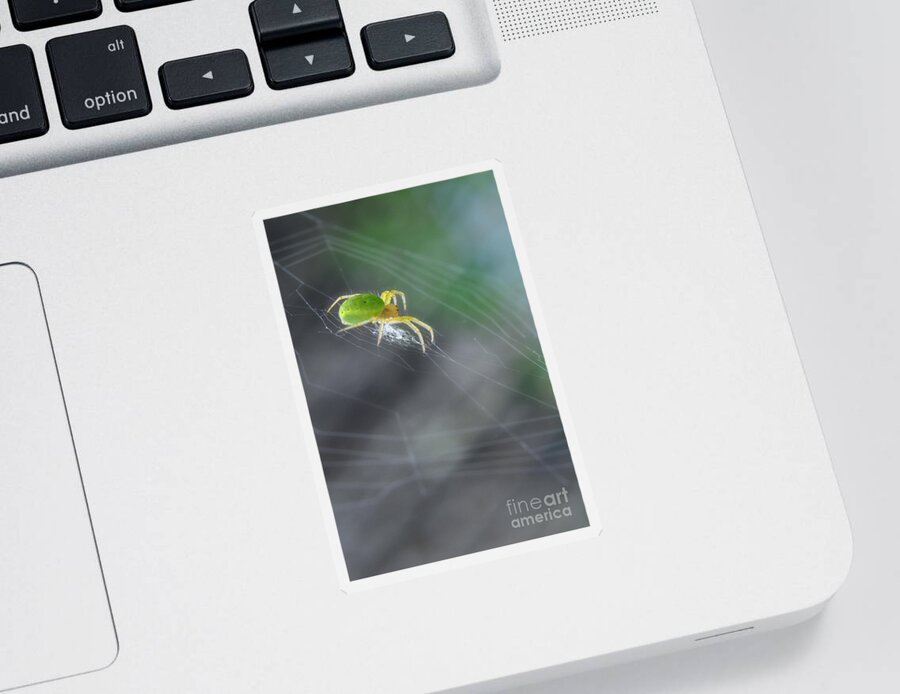 Yhun Suarez Sticker featuring the photograph Green Spider 1.0 by Yhun Suarez