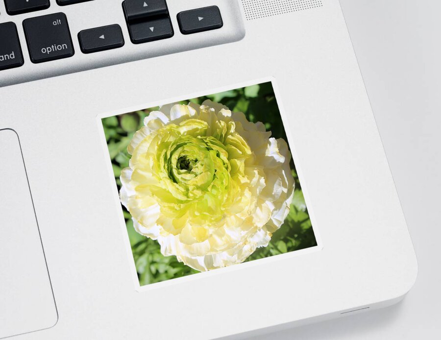Garden Sticker featuring the photograph Green To White by M Diane Bonaparte
