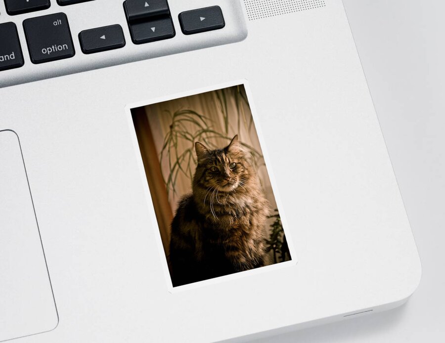 Kitten Sticker featuring the photograph Handsome Harv by Trish Tritz