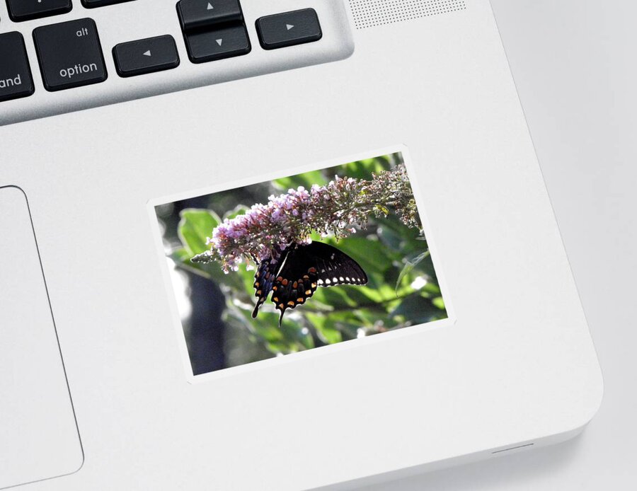 Butterfly Sticker featuring the photograph Hangin On by Kim Galluzzo