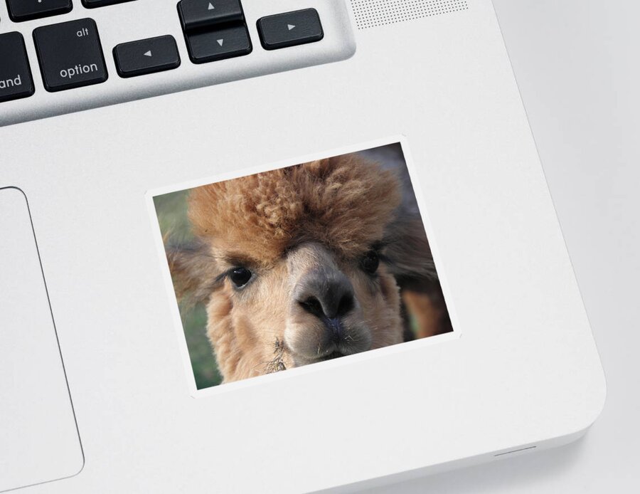 Alpaca Sticker featuring the photograph Hello can I help you by Kim Galluzzo