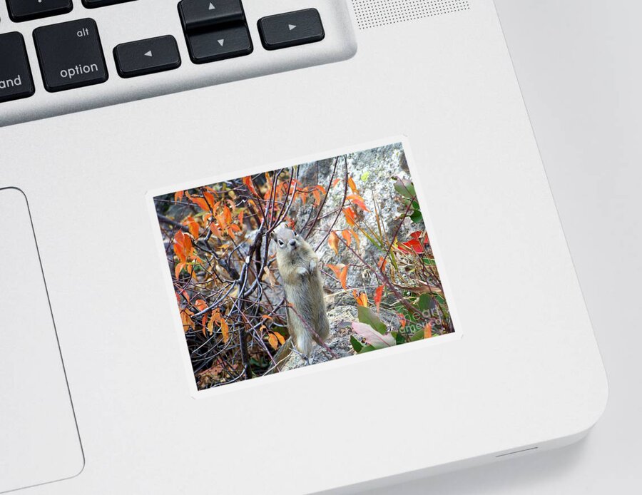 Ground Squirrel Sticker featuring the photograph Hey There by Dorrene BrownButterfield
