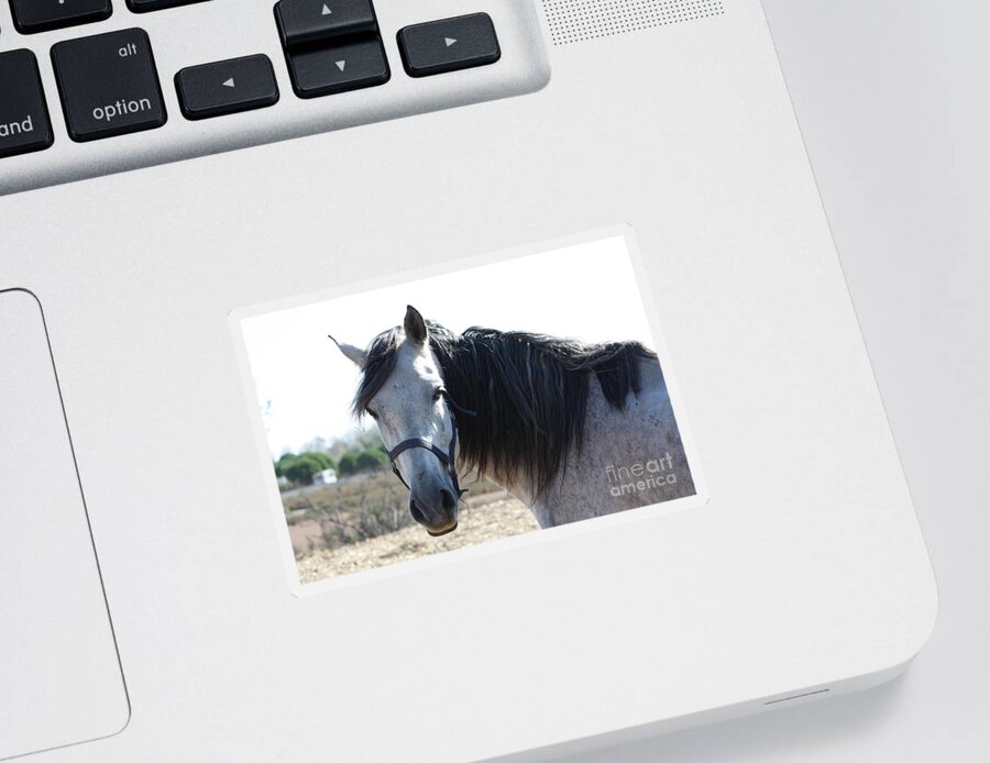 Horse Sticker featuring the photograph Horse with a look by Rogerio Mariani