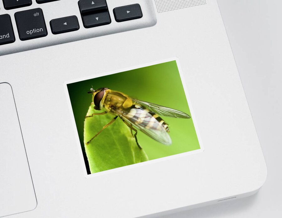 Hoverfly Sticker featuring the photograph Hoverfly by Rob Hemphill