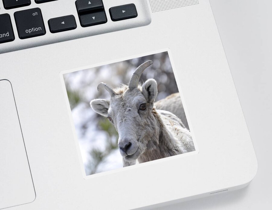 Mountain Sheep Sticker featuring the photograph How Close Is Too Close by Dorrene BrownButterfield