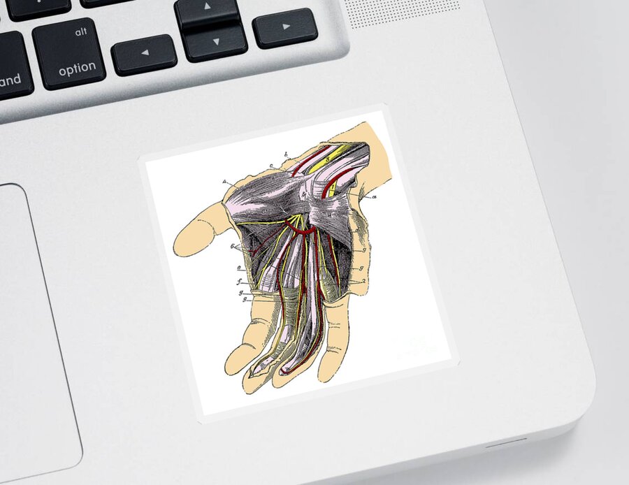 Human Sticker featuring the photograph Human Palm by Science Source