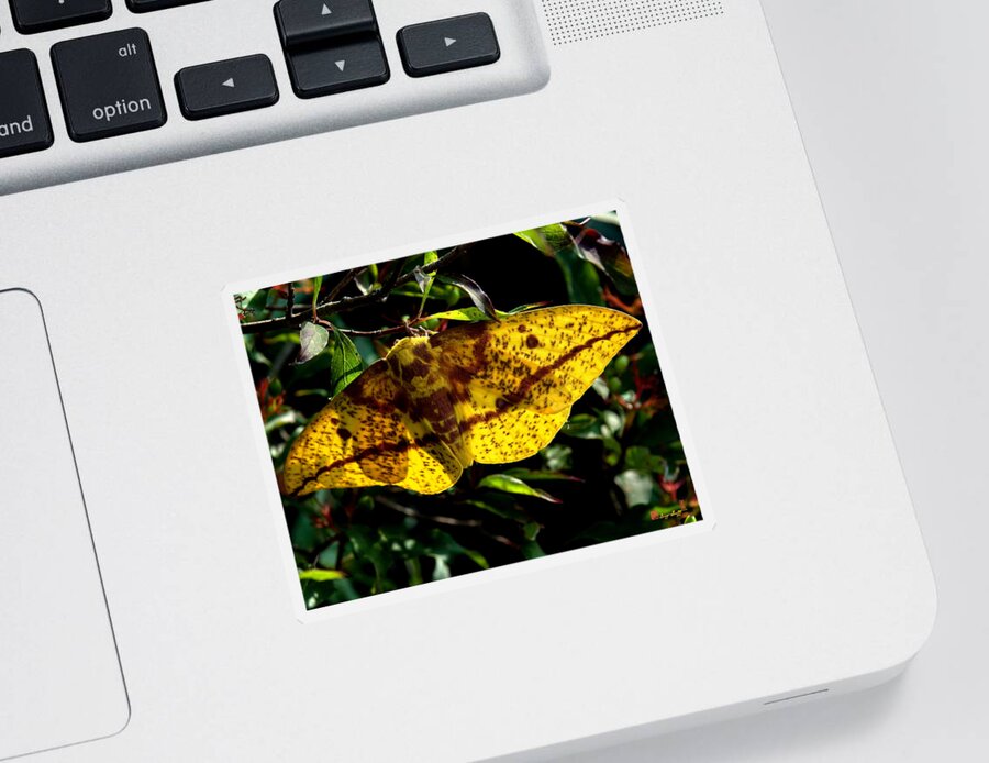 Nature Sticker featuring the photograph Imperial Moth DIN053 by Gerry Gantt