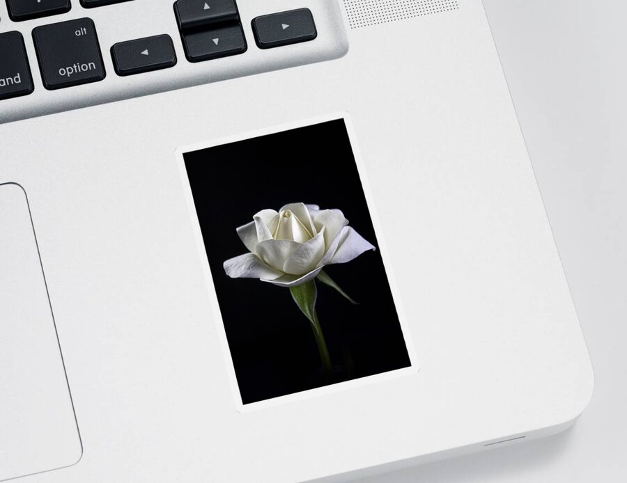 White Rose Sticker featuring the photograph Innocence by Elsa Santoro