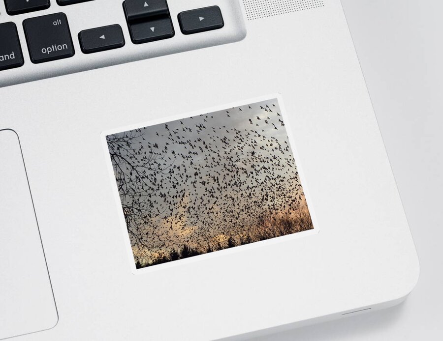Starlings Sticker featuring the photograph Invasion Of The Birds by Kim Galluzzo