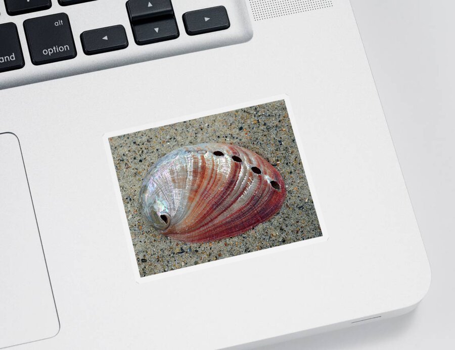Shell Sticker featuring the photograph Iridescent Treasure Macro by Sandi OReilly