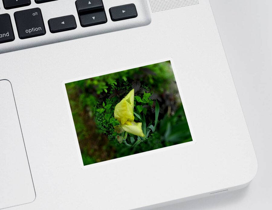 Yellow Flower Sticker featuring the photograph Iris in a cirlcle by Kim Galluzzo