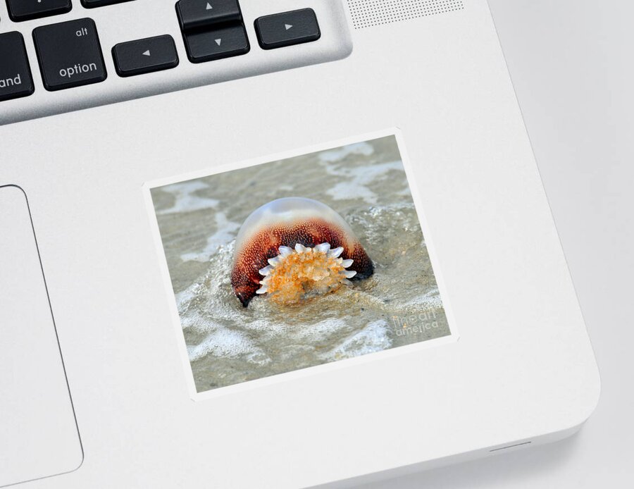 Jellyfish Sticker featuring the photograph Jelly in a Jam by Al Powell Photography USA