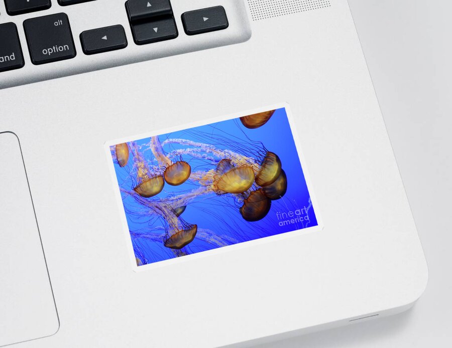 Jellyfish Sticker featuring the photograph Jellyfish 6 by Bob Christopher