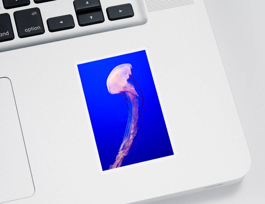 Jellyfish Sticker featuring the photograph Jellyfish by Shane Kelly