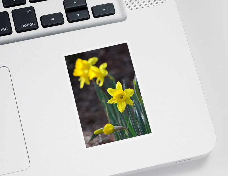 Daffodil Sticker featuring the photograph Just Have To Be Different by Sandi OReilly