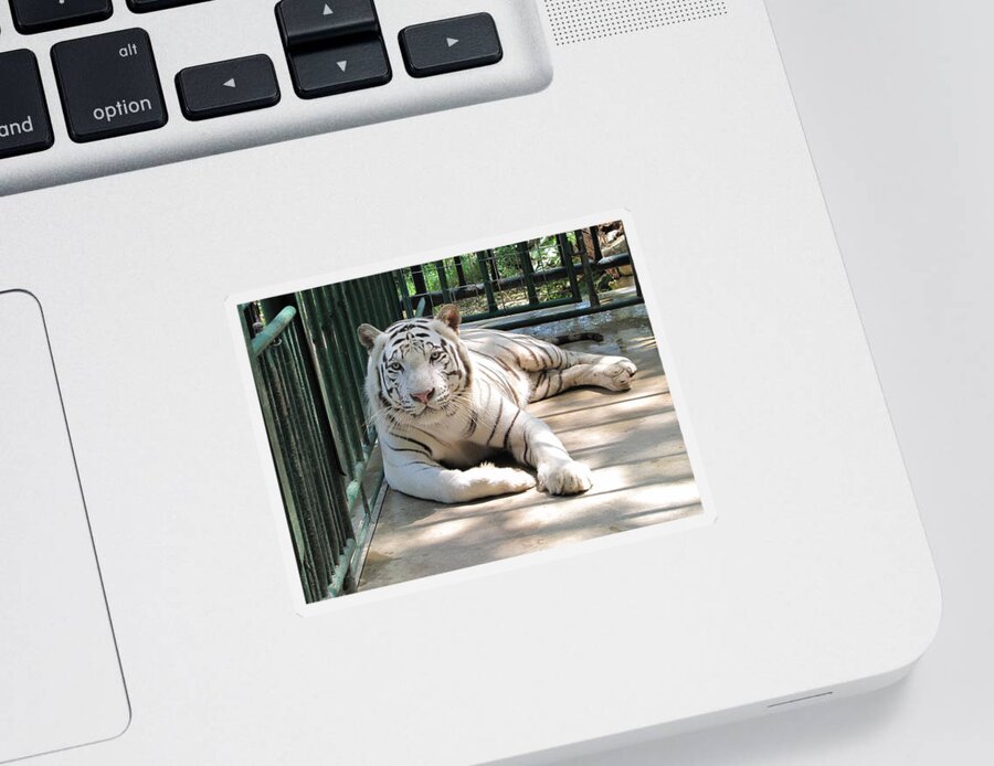 Tiger Sticker featuring the photograph Kimar the white tiger by Keith Stokes