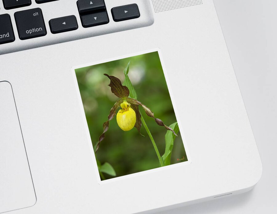 Nature Sticker featuring the photograph Large Yellow Lady Slipper Orchid DSPF0251 by Gerry Gantt