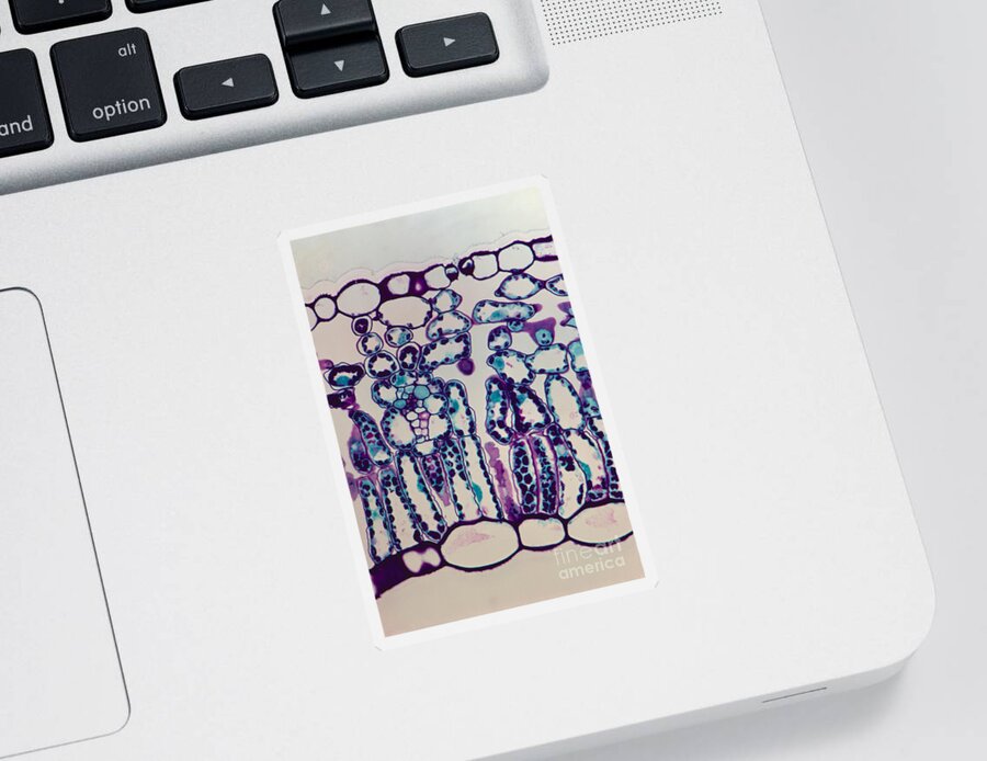 Epidermis Sticker featuring the photograph Lilac Stoma by M. I. Walker