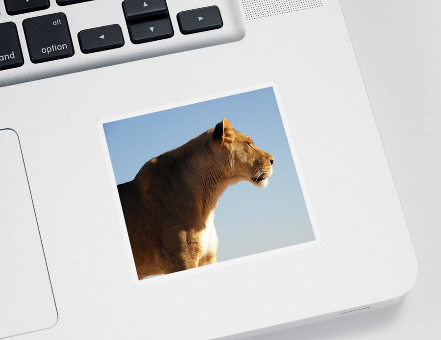 Lioness Sticker featuring the photograph Lioness in all her beauty by Kim Galluzzo