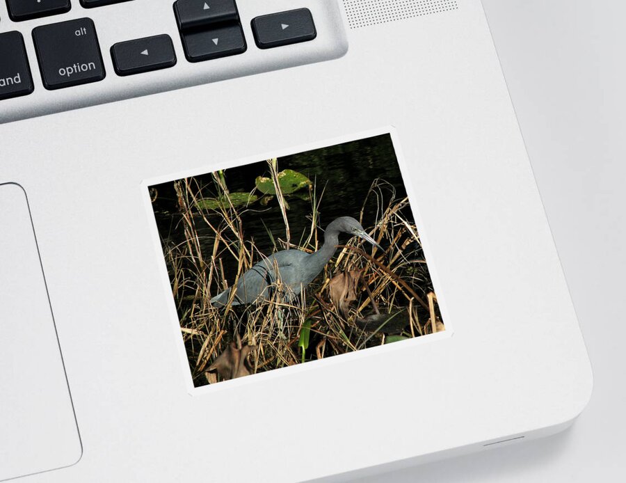 Nature Sticker featuring the photograph Little Blue Heron by Peggy Urban