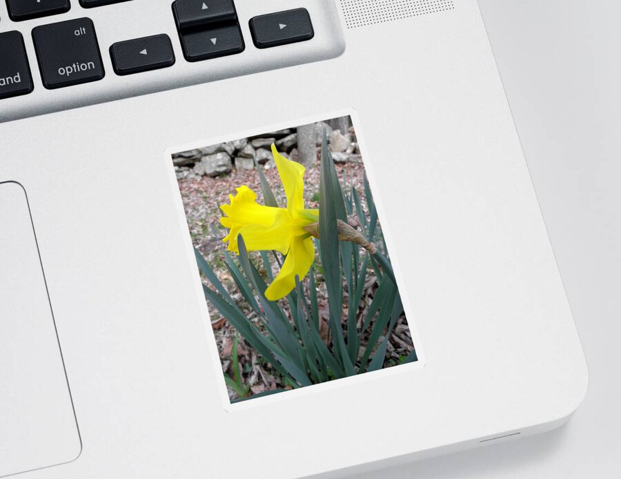 Daffodil Sticker featuring the photograph Long Trumpet Daff by Kim Galluzzo