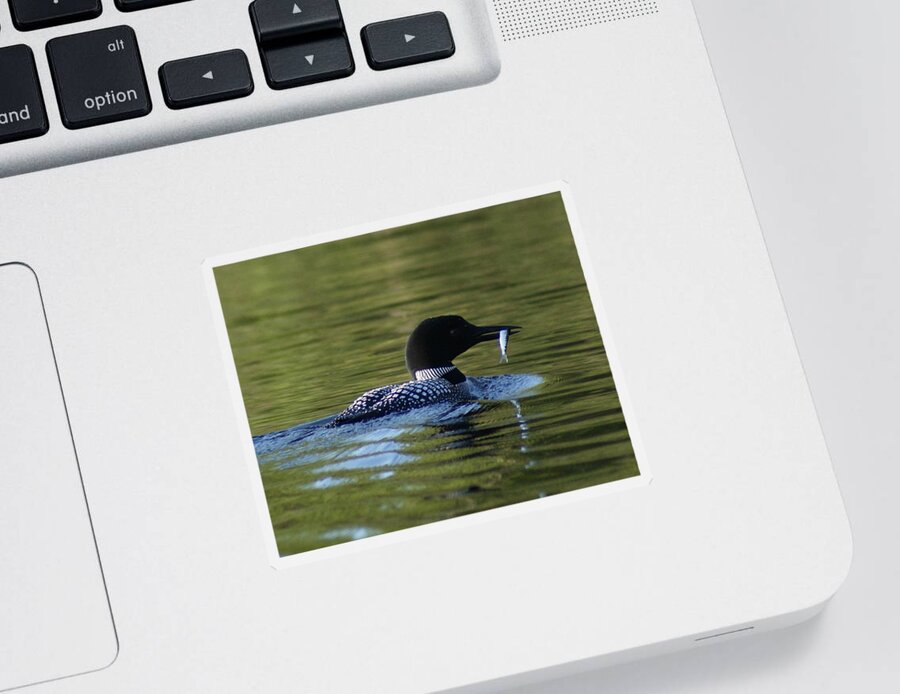 Loon Sticker featuring the photograph Loon with minnow by Steven Clipperton